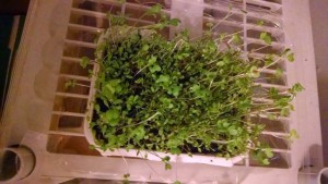 Microgreens-2Bwk-2B1