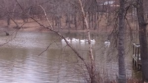 pelicans