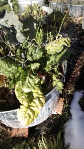 Chard after snow