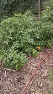 Tomatoes may 2015