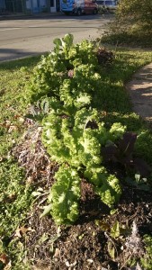 Garden greens more dec 2015