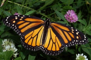 Monarch_In_May