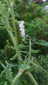 tomato worm wasps