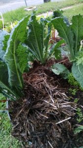 mulched-kale