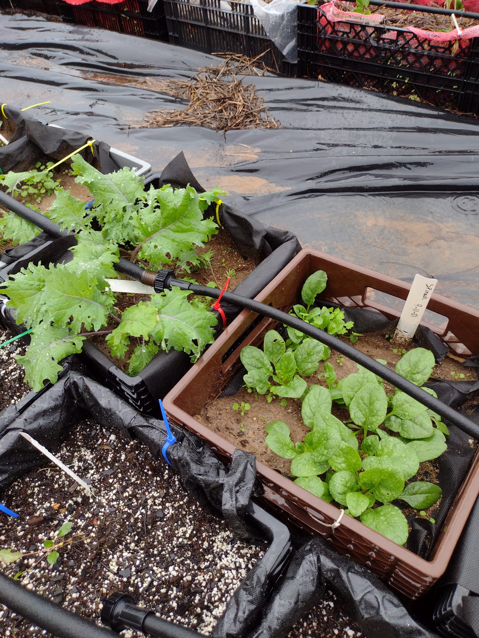 Portable Gardening: Growing Tomatoes, Peppers, and Herbs in Burlap Grow Bags  - Garden Therapy